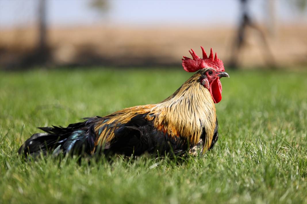 Türkiye’nin en prestijlisi! Denizli horozunu Konya koruyor 17